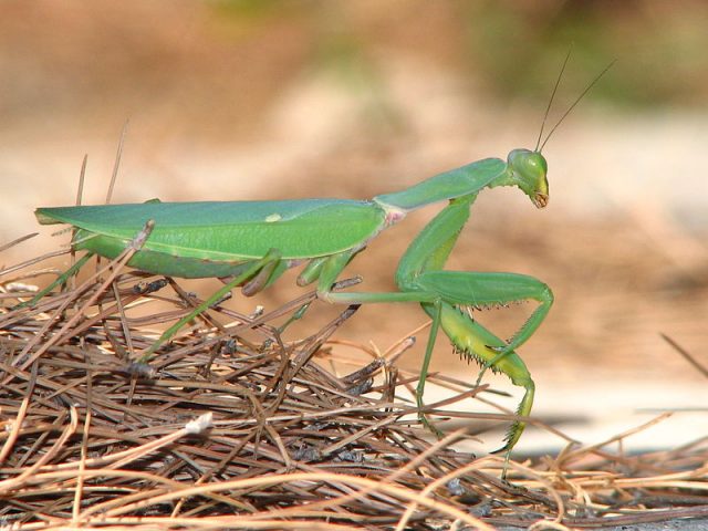 Praying Mantis/Flower Mantis