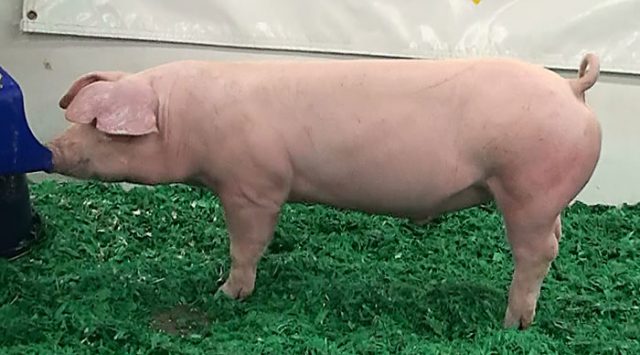 American Landrace pig