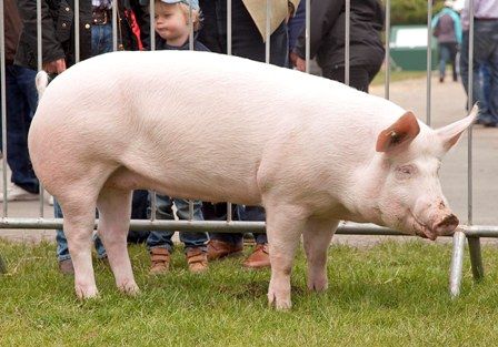 American Yorkshire pig