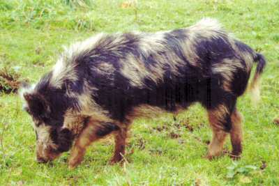 Arapawa pig