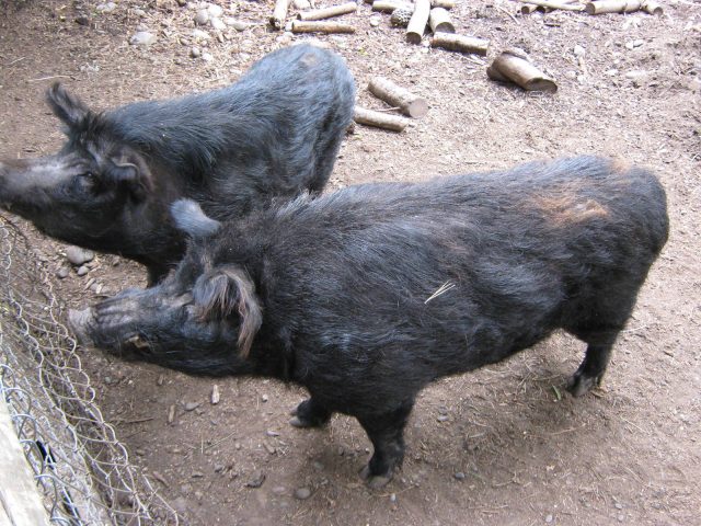 Auckland Island pig