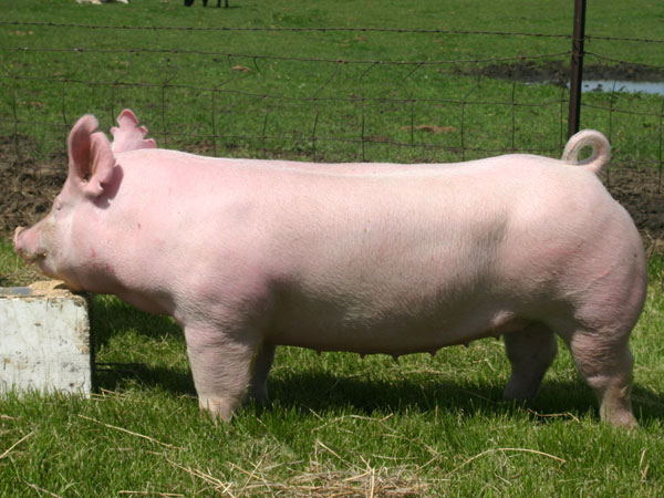 Australian Yorkshire pig