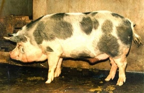Ba Xuyen pig