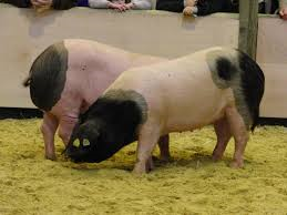 Basque pig