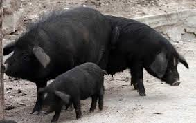 Beijing Black pig