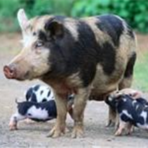 Belarus Black Pied pig