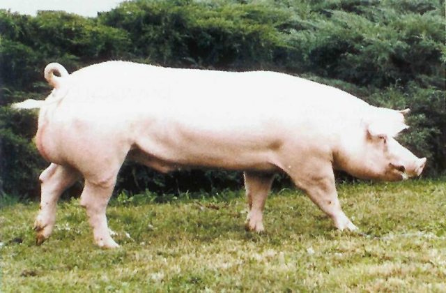 Belgian Landrace pig