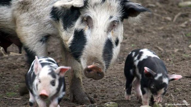 Bentheim Black Pied pig