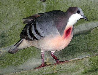 Bleeding Heart Dove