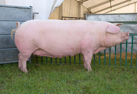 British Landrace pig