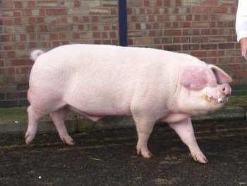 British Lop pig