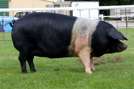 British Saddleback pig