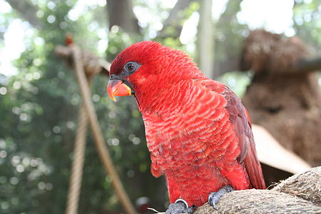 Cardinal Lory