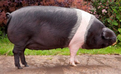 Chato Murciano pig