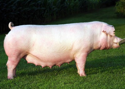 Chester White pig