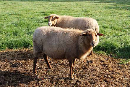 Coburger Fuchsschaf sheep