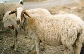 Comisana sheep