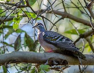 Common Bronze Wing Pigeon