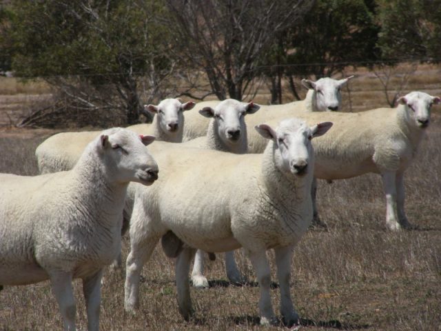 Coolalee sheep