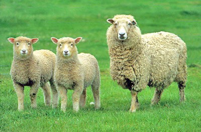 Coopworth sheep