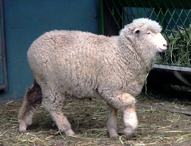 Cormo sheep