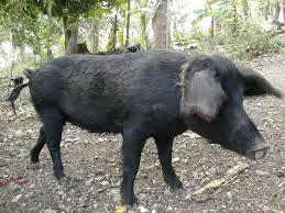 Creole pig