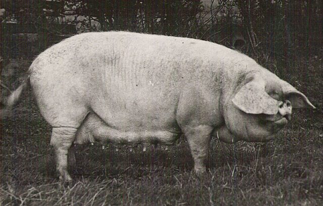 Cumberland pig