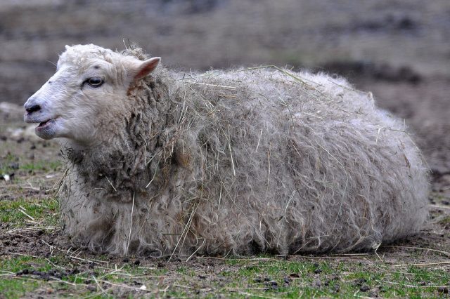 Dala-fur sheep