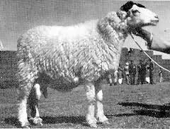 Damani Sheep