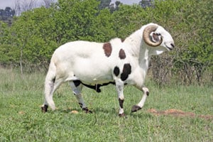 Damara sheep