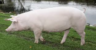 Danish Landrace pig