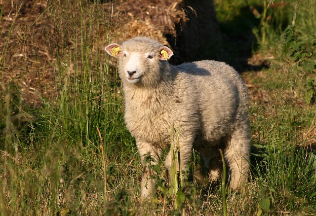 Danish Landrace sheep