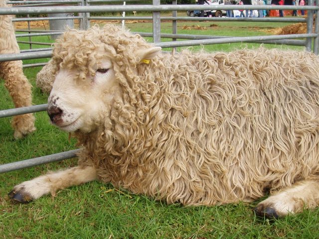 Dartmoor sheep