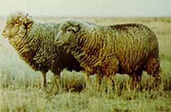 Debouillet sheep