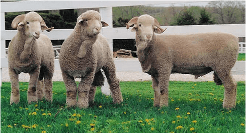 Delaine Merino sheep