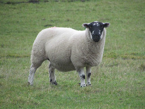 Derbyshire Gritstone sheep
