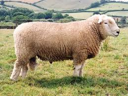 Devon Closewool sheep
