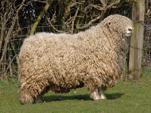 Devon Longwoolled sheep