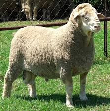 Dohne Merino sheep