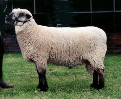 Dorset Down sheep