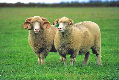 Dorset Horned sheep