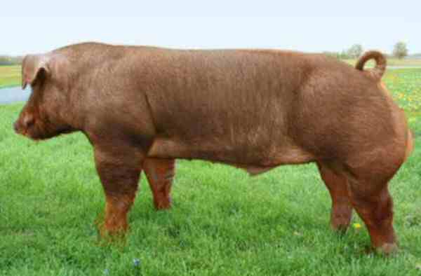 Duroc pig