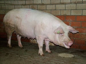 Dutch Landrace pig