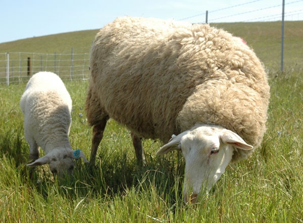 East Friesian sheep