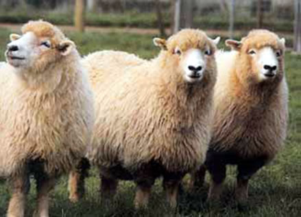 Elliottdale sheep