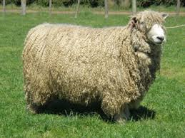 English Leicester sheep