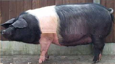 Essex pig