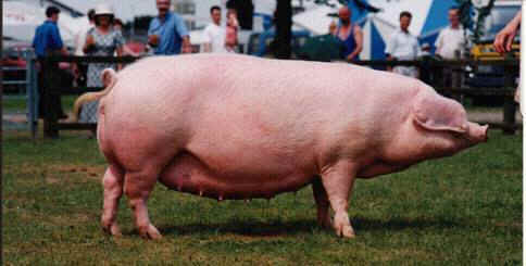 Estonian Bacon pig