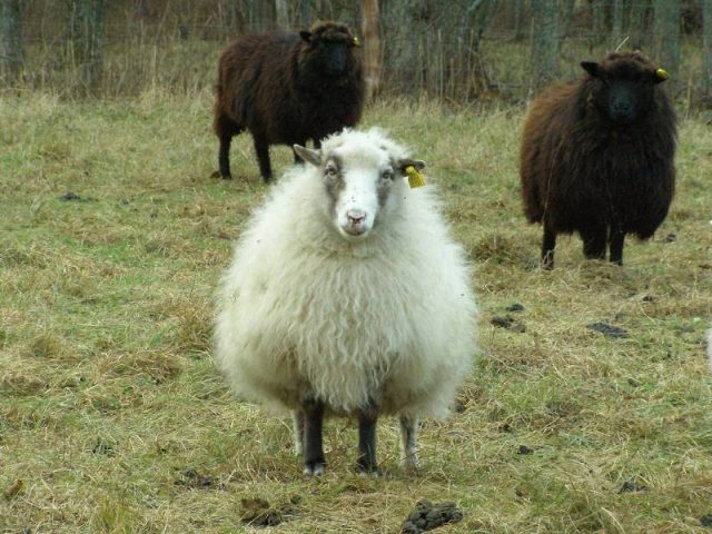 Estonian Ruhnu sheep