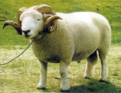 Exmoor Horn sheep
